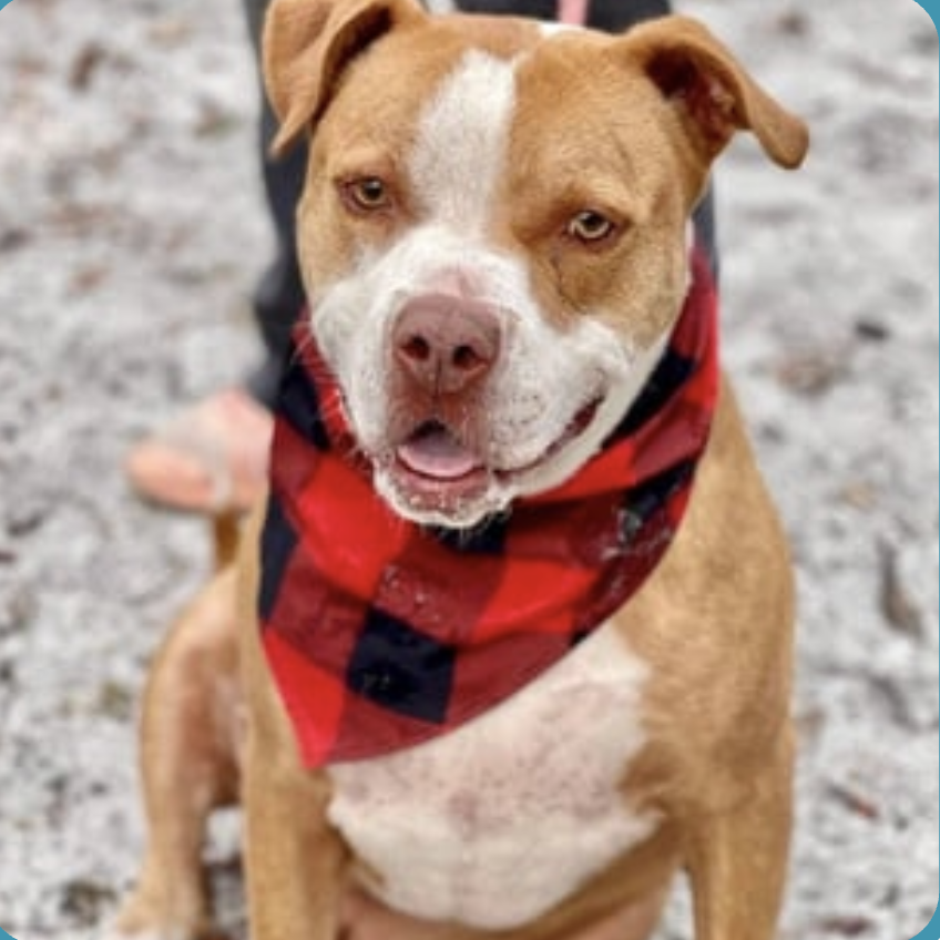 image_2025-12-20_172650437