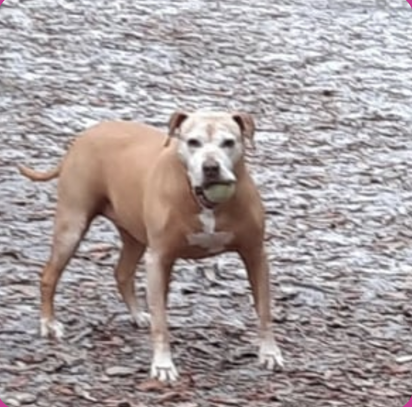 image_2025-12-20_172756932